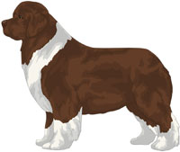 Brown and White Newfoundland
