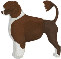 Brown & White Portuguese Water Dog