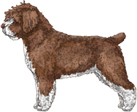 Brown & White Spanish Water Dog