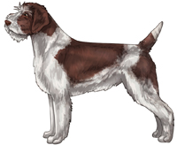 Brown and White Wirehaired Pointing Griffon