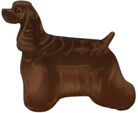 Brown American Cocker Spaniel