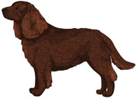 Brown American Water Spaniel