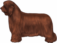 Brown Bearded Collie