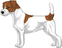 Brown and White Broken Coat Jack Russell Terrier