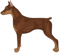 Brown German Pinscher