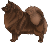 Brown German Spitz