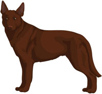 Brown Australian Kelpie