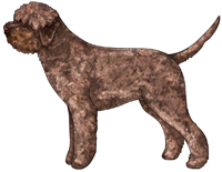 Brown Lagotto Romagnolo