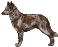 Brown Merle Mudi