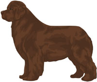 Brown Newfoundland