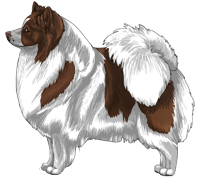 Brown Parti German Spitz