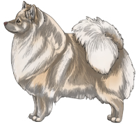 Brown-pigmented Cream German Spitz