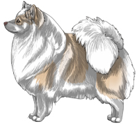 Brown-pigmented Cream Parti German Spitz