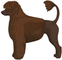 Brown Portuguese Water Dog