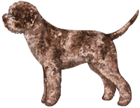 Brown Roan Lagotto Romagnolo