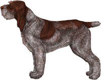 Brown Roan Spinone Italiano