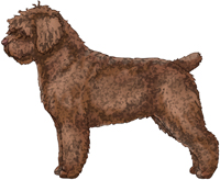 Brown Spanish Water Dog