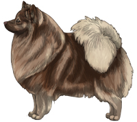 Brown Sable German Spitz