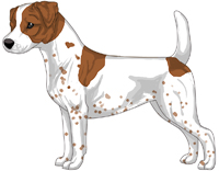 Brown and White Smooth Coat Jack Russell Terrier
