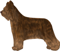 Brown Tawny Briard