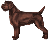 Brown Wirehaired Pointing Griffon