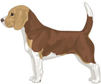 Brown White & Tan Beagle