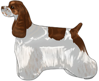 Brown White and Tan American Cocker Spaniel