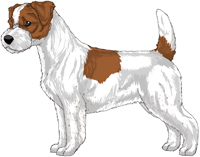 Brown and White Rough Coat Jack Russell Terrier