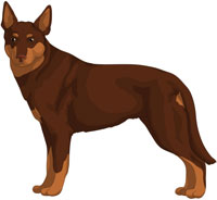 Brown w/Tan Points Australian Kelpie