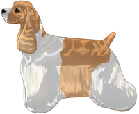 Buff and White American Cocker Spaniel