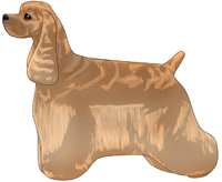 Buff American Cocker Spaniel