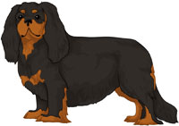 Black and Tan Cavalier King Charles Spaniel