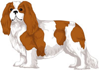 Blenheim Cavalier King Charles Spaniel