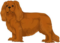 Ruby Cavalier King Charles Spaniel