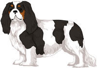 Tricolor Cavalier King Charles Spaniel