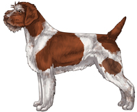 Chestnut and White Wirehaired Pointing Griffon