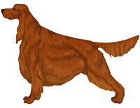 Chestnut Irish Setter