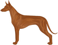 Chestnut Solid Pharaoh Hound