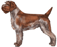 Chestnut Roan Wirehaired Pointing Griffon