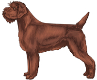 Chestnut Wirehaired Pointing Griffon