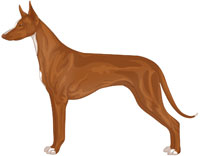 Chestnut White Markings Pharaoh Hound