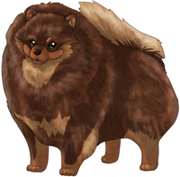 Chocolate & Tan   Pomeranian