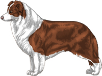 Chocolate and white Border Collie