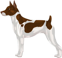 Chocolate & White Rat Terrier