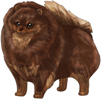 Chocolate Brindle & Tan  Pomeranian