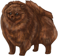 Chocolate Brindle  Pomeranian