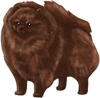 Chocolate  Pomeranian