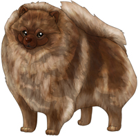 Chocolate Sable  Pomeranian