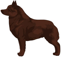 Chocolate Schipperke