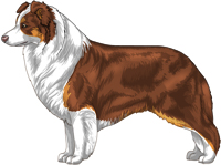 Chocolate tricolour Border Collie